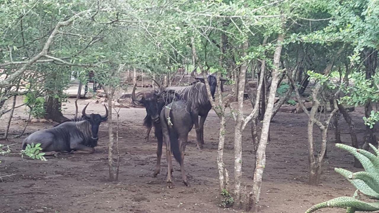 Nanisto Bush Lodge 玛洛斯帕克 外观 照片